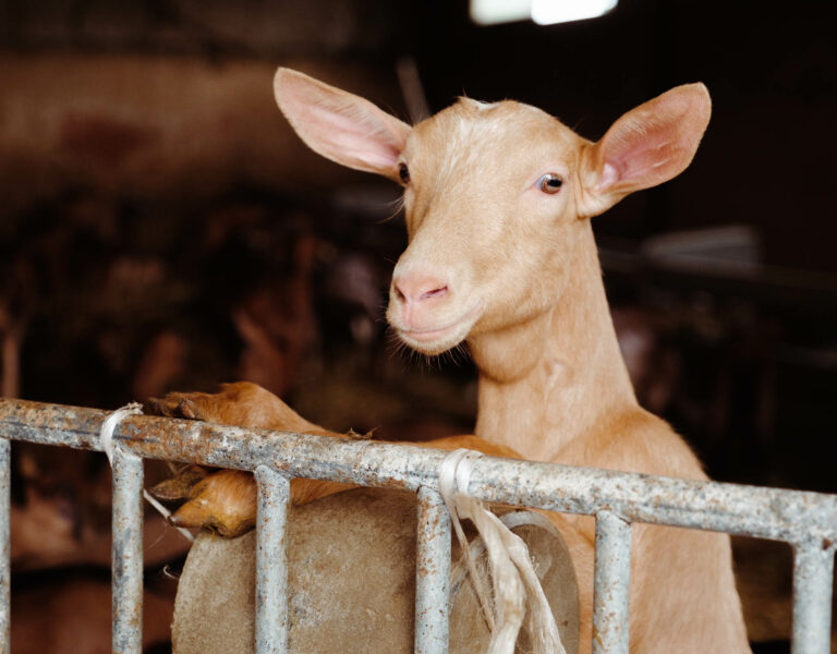 chèvre banon marron